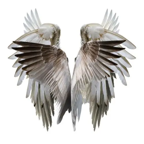 HOLOGRAM Nocturne Drum Kit WAV